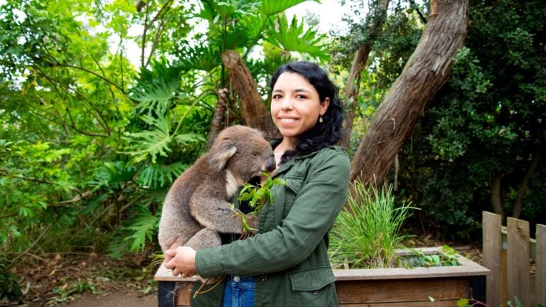 A tourist smiling while cradling a koala at a wildlife sanctuary.