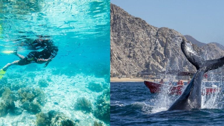 Split image showing a snorkeler swimming underwater among small fish and coral on the left, and a whale’s tail splashing above the ocean near a rocky coastline and tour boat on the right.