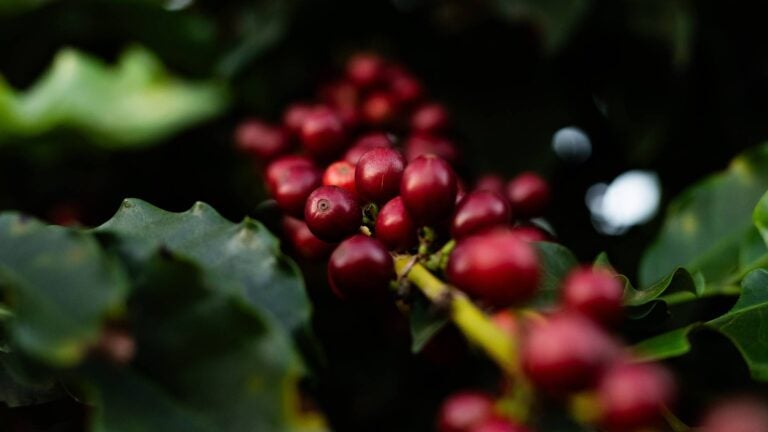brazilian coffee beans