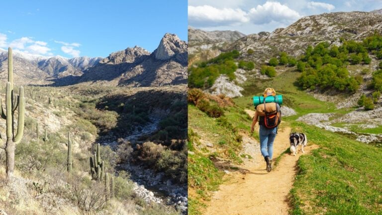 Saguaro-covered mountains in Catalina State Park beside a hiker with a dog