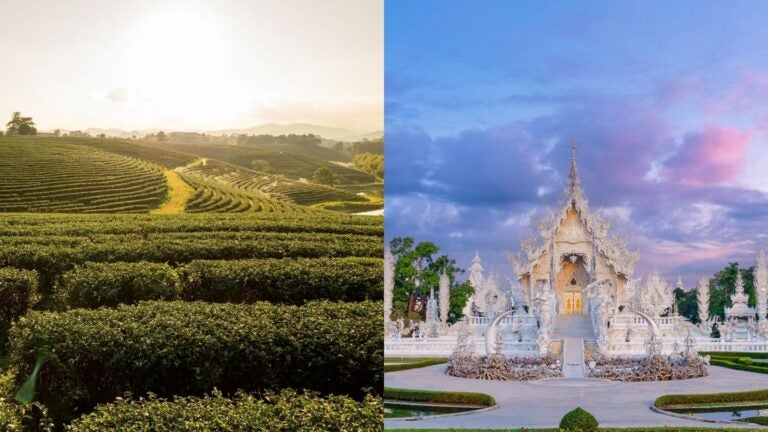 Collage of 2 images with one of White temple wat rong khun in Chiang Rai, and the second of tea plantations in Chiang Rai. 