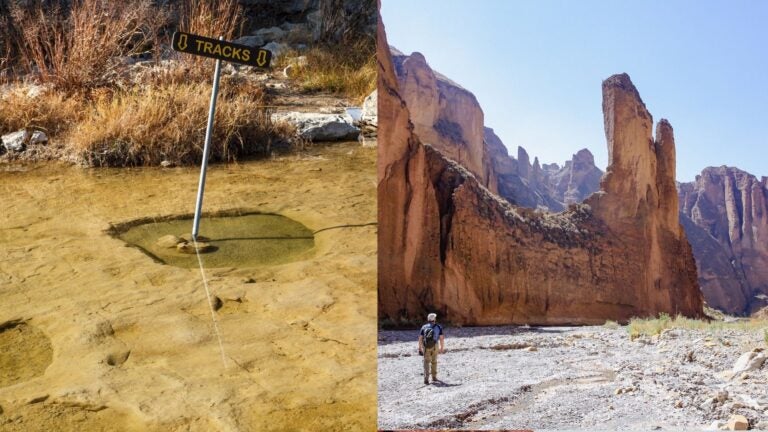 Dinosaur tracks in a shallow riverbed beside a hiker exploring a rocky canyon
