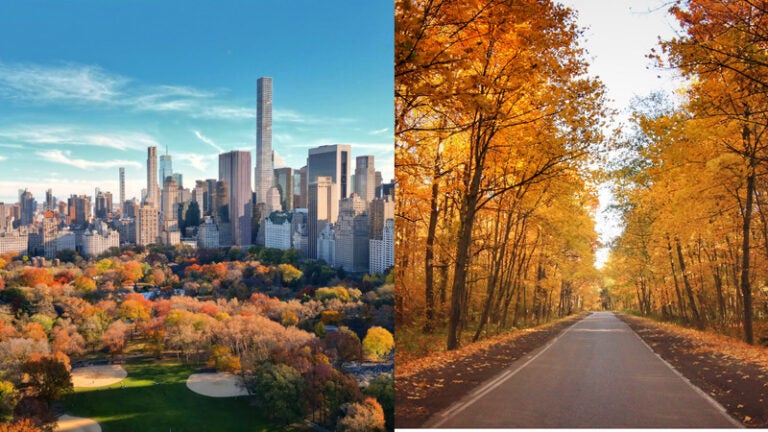Central Park in autumn beside a road passing through a golden forest in the USA