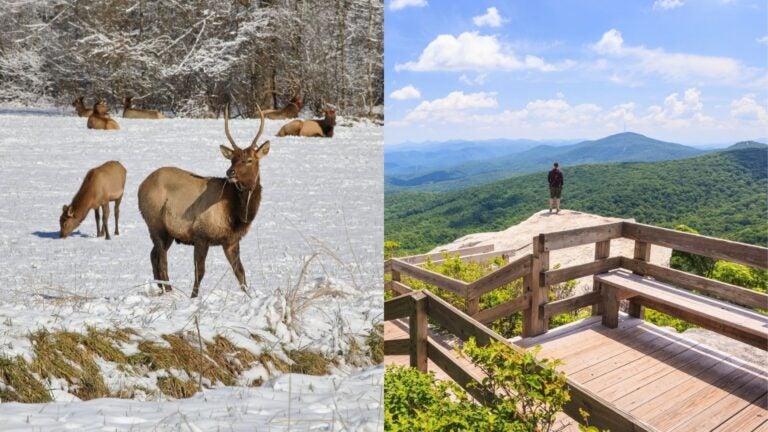 collage of Elk grazing on snowcoverd ground in the Great Smoky Mountains National Park and person standing at the Rough Ridge Overlook near Boone, North Carolina