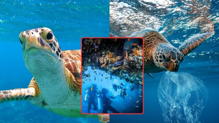 A collage of underwater sea turtles, with a close-up turtle on the left, another turtle swimming near the surface on the right, and a central image of scuba divers exploring a coral reef surrounded by colorful fish.