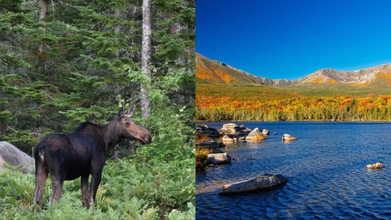 Moose standing in a forest beside a view of a lake, autumn foliage, and mountains in Baxter State Park.