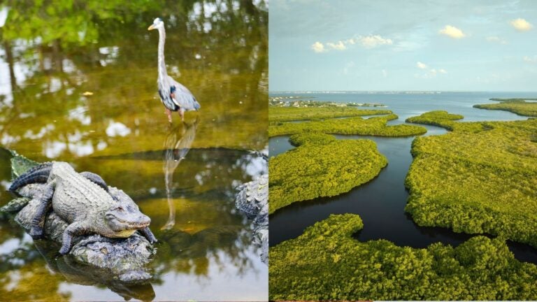 Alligator resting on a rock beside a wading bird, alongside an aerial view of mangrove islands and waterways.