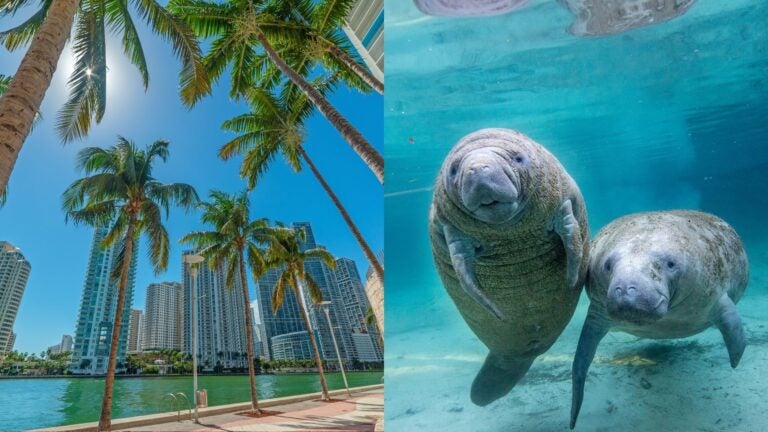 Palm-lined waterfront with high-rise buildings, beside two manatees swimming underwater.