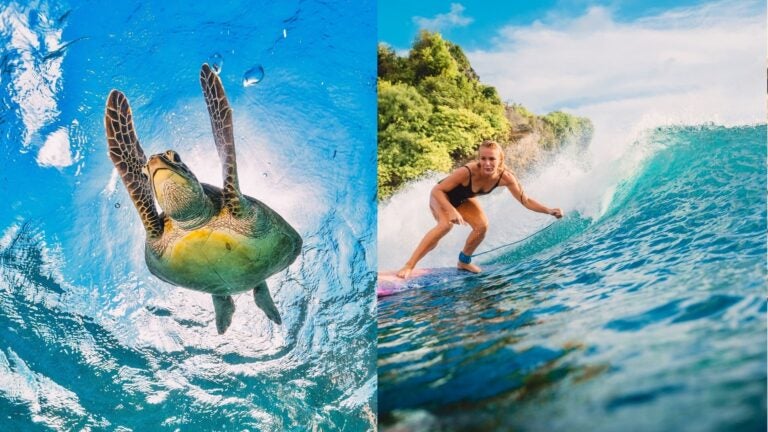 Split image of a sea turtle swimming underwater and a surfer riding a turquoise wave.
