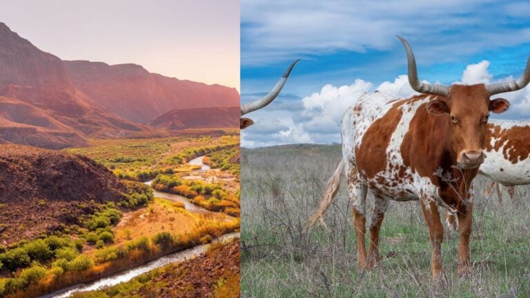 Side-by-side images of a river winding through a rocky canyon and Texas longhorn cattle in a grassy field.