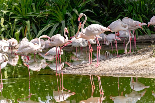 Flamingi