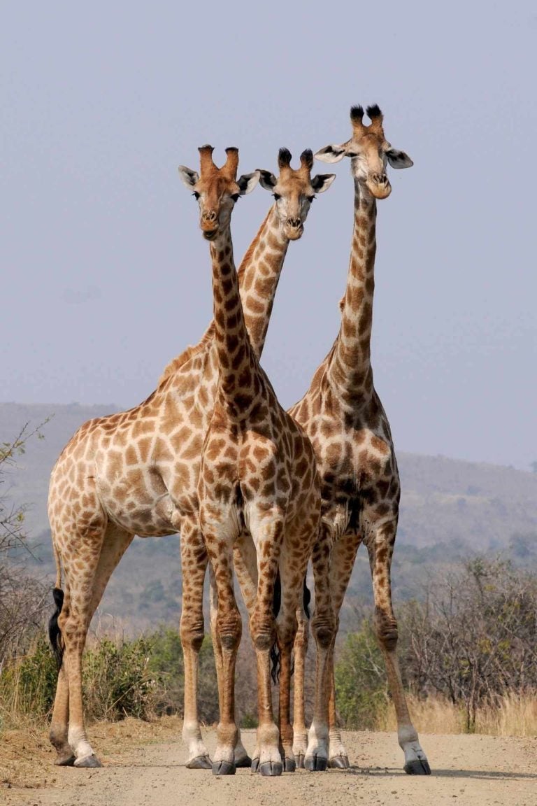 esim prepaid suedafrika vergleich