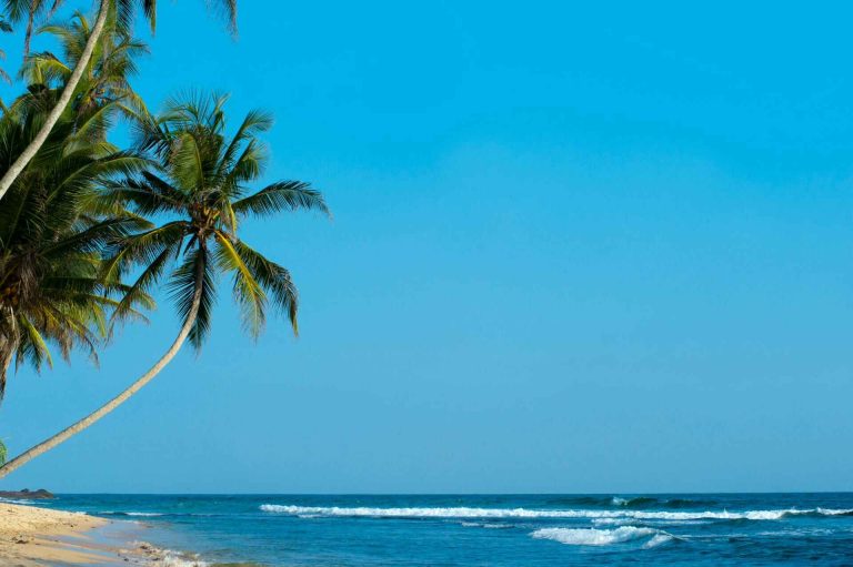 Palme mit Blick aufs Meer in Unawatuna, Sri Lanka