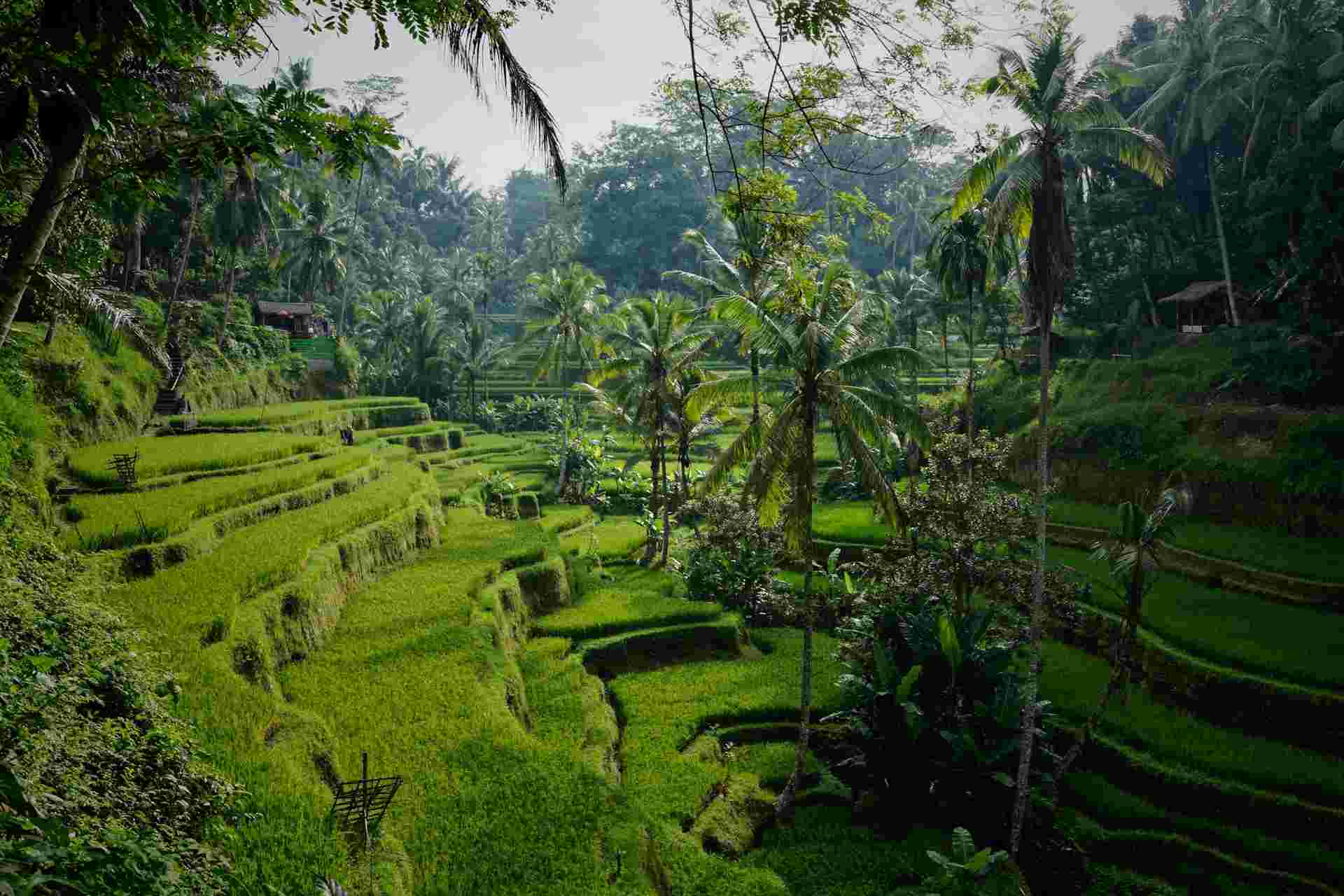 Gestufte Reisfelder in Indonesien.