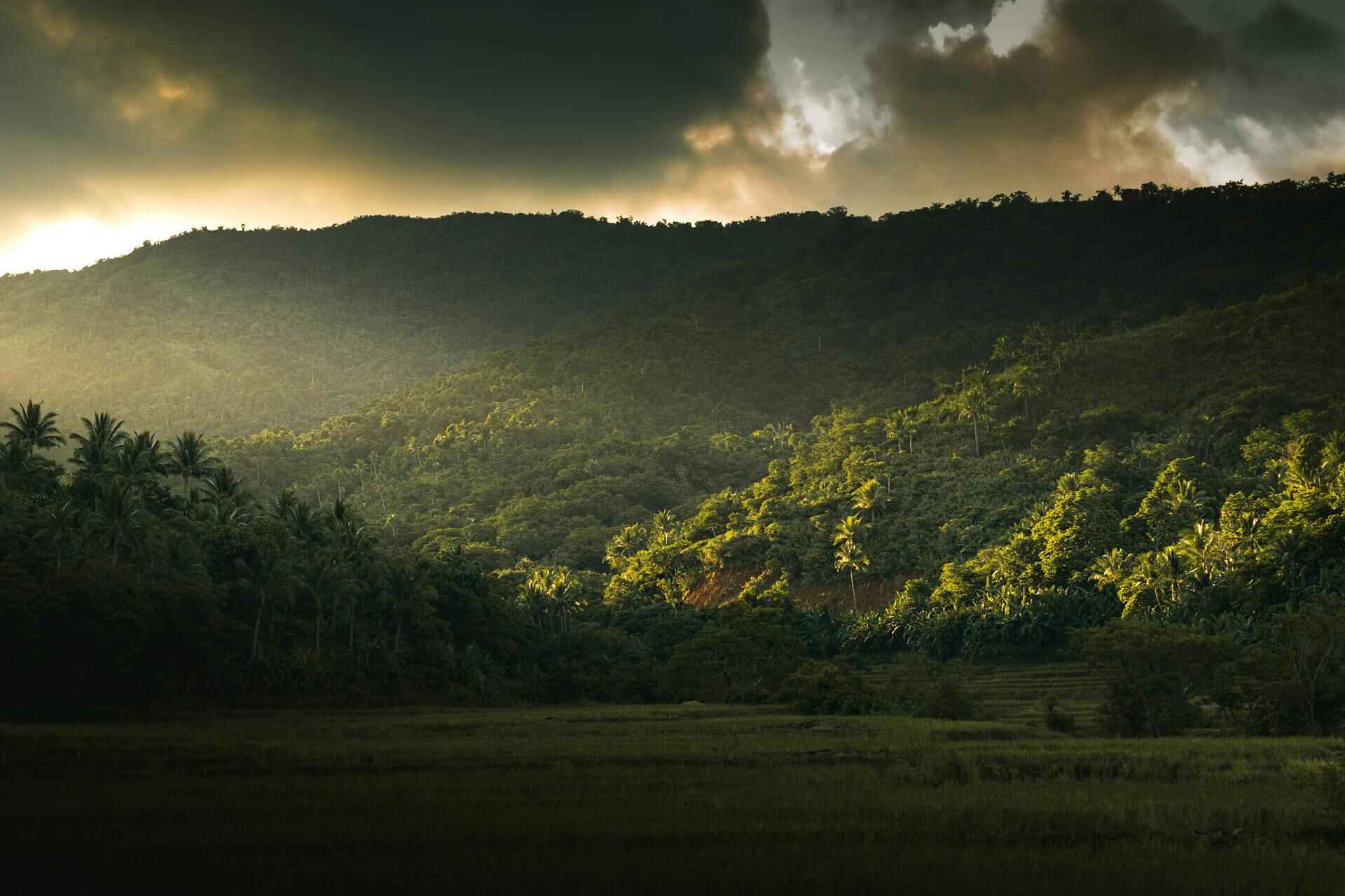 Bäume am See in einem Bergtal in Gigmoto, Bicol, Philippinen