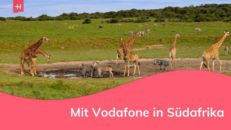 Zebras und Giraffen in einem Nationalpark in Südafrika