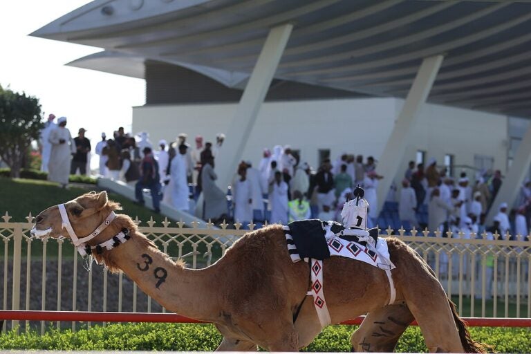 Kamelrennen Al Marmoom