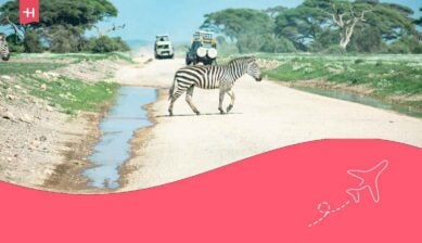 Ein Zebra überquert eine Straße in einem Safarigebiet; im Hintergrund sind Jeeps zu sehen.