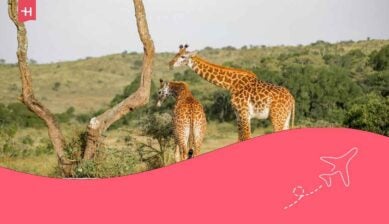 Giraffen in einer Savanne in Tansania.