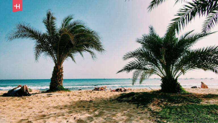 Palmen auf den Kapverdischen Inseln