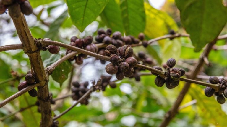 Balinesischer Kaffee (Kopi Bali) beim Rösten – traditionelles Kaffee-Souvenir aus Bali