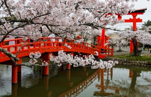 Schöner Blick auf einen Weg unter einem Bogen aus vollblühenden Kirschblüten.