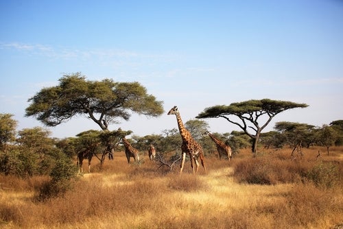 Maasai Giraffe and Umbrella Tree in Serengeti National Park.
