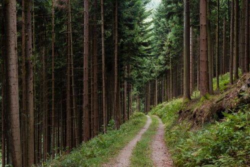 Weg im Wald, Schwarzwald.