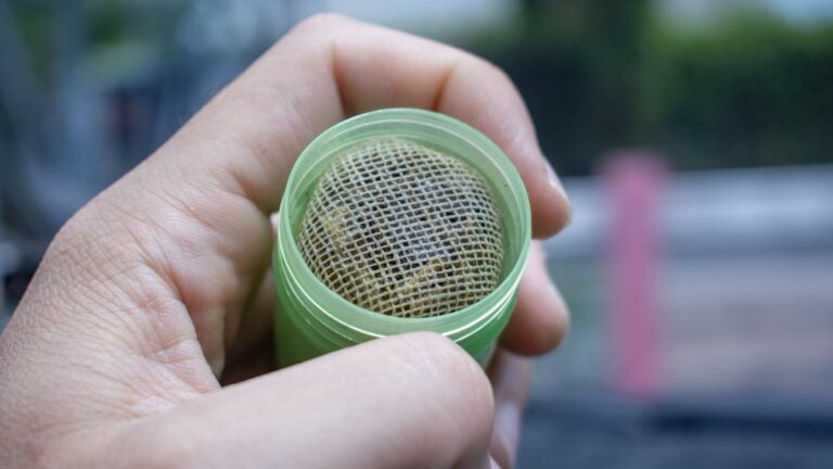 Traditioneller Thai Kräuter-Inhalator (Ya Dom) als beliebtes Thailand Mitbringsel