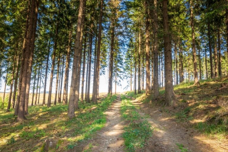 Bäume im Nationalpark Harz