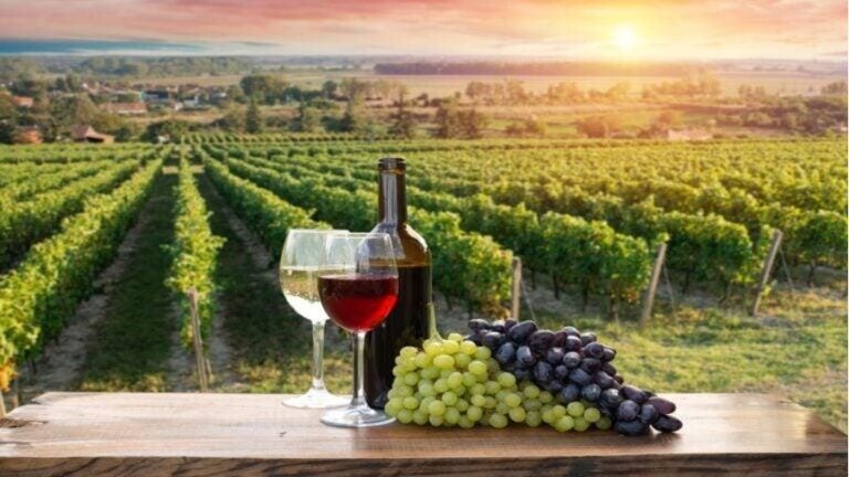 Eine Flasche Wein, zwei gefüllte Gläser und Weintrauben auf einem Holztisch vor weitläufigen Weinreben 