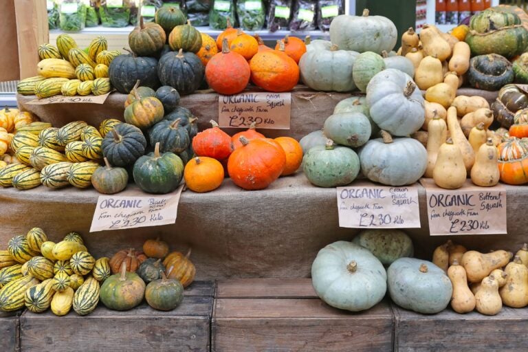 Verschiedene Kürbissorten auf einem Marktstand angerichtet.