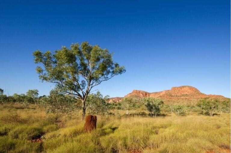 Typische Outback-Landschaft mit einem Eukalyptusbaum, einem Termitenhügel und roten Felsen 