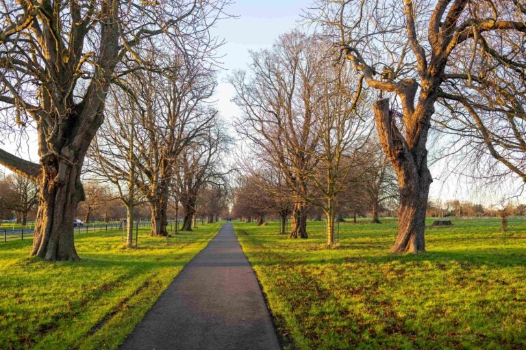 Ein Fußweg führt durch den Phoenix Park in Dublin.