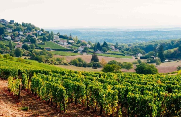 Weinberge in Sancerre, Loiretal, Frankreich