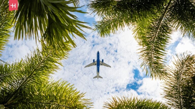 Flugzeug am Himmel eingerahmt von Palmen
