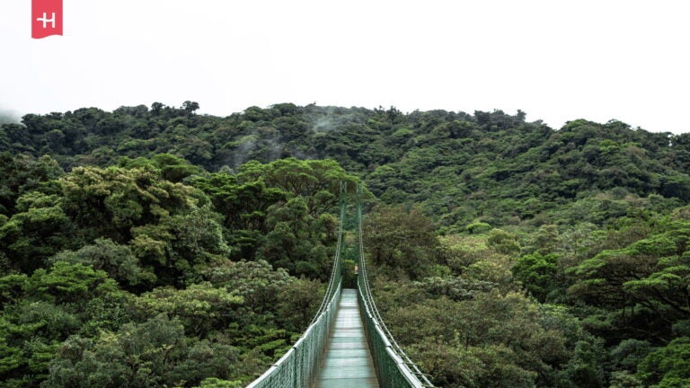 Hängebrücke im Nebelwald Monteverde, Costa Rica