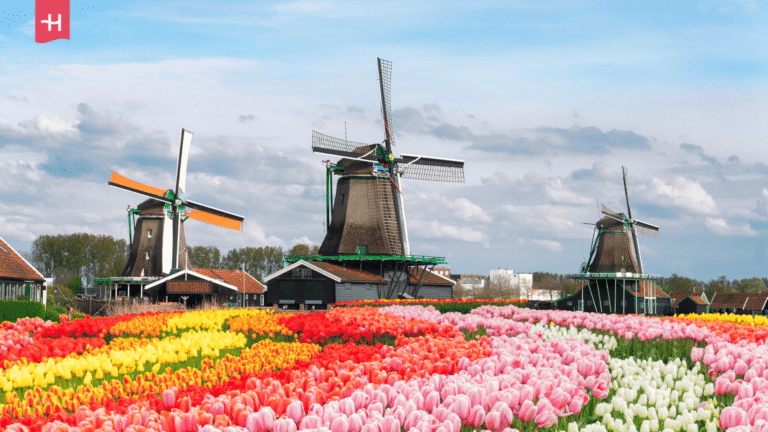 Tulpenfeld und Windmühlen in Holland