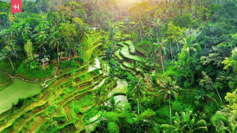 Reisterrassen von Tegallalang auf Bali