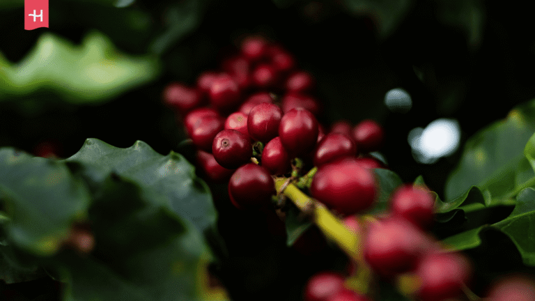 Reife rote Kaffeekirschen am Kaffeestrauch