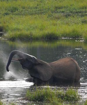 esim en republica del congo