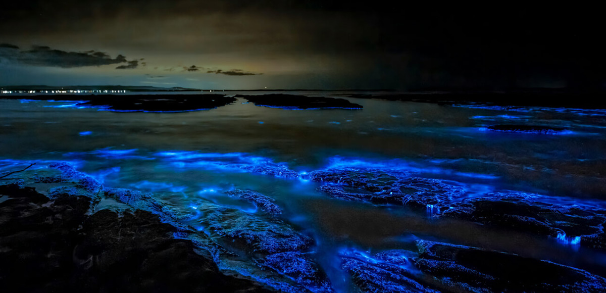 Bioluminiscencia en Holbox.