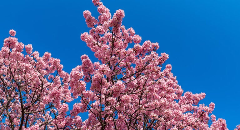 Cerezos en flor en pleno apogeo