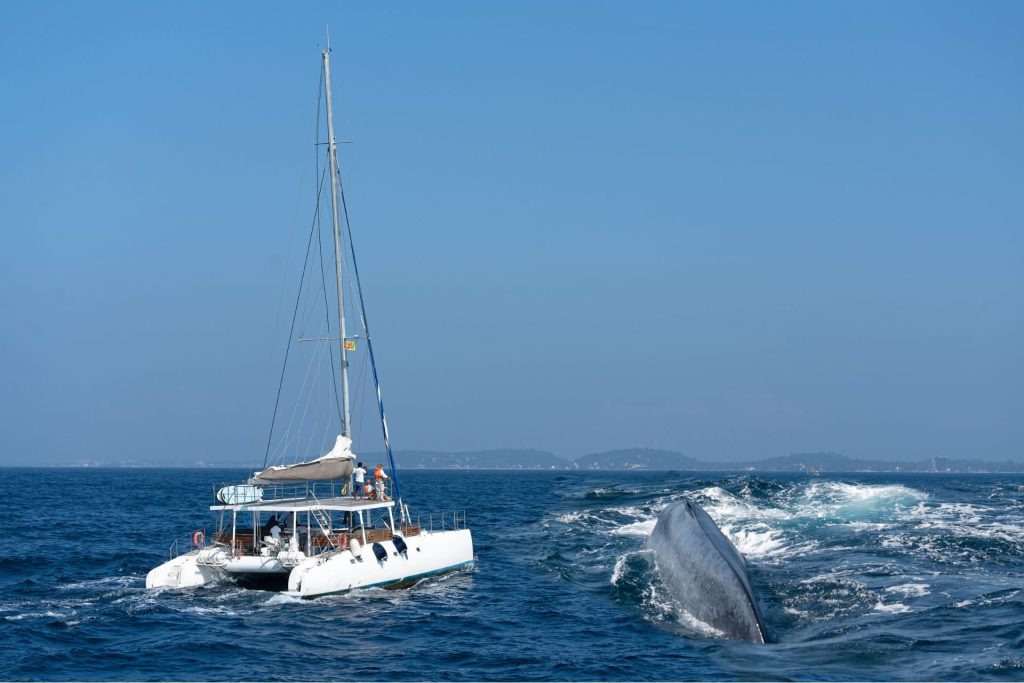 Ballena vista en safari de avistamiento de ballenas en Mirissa, Sri Lanka