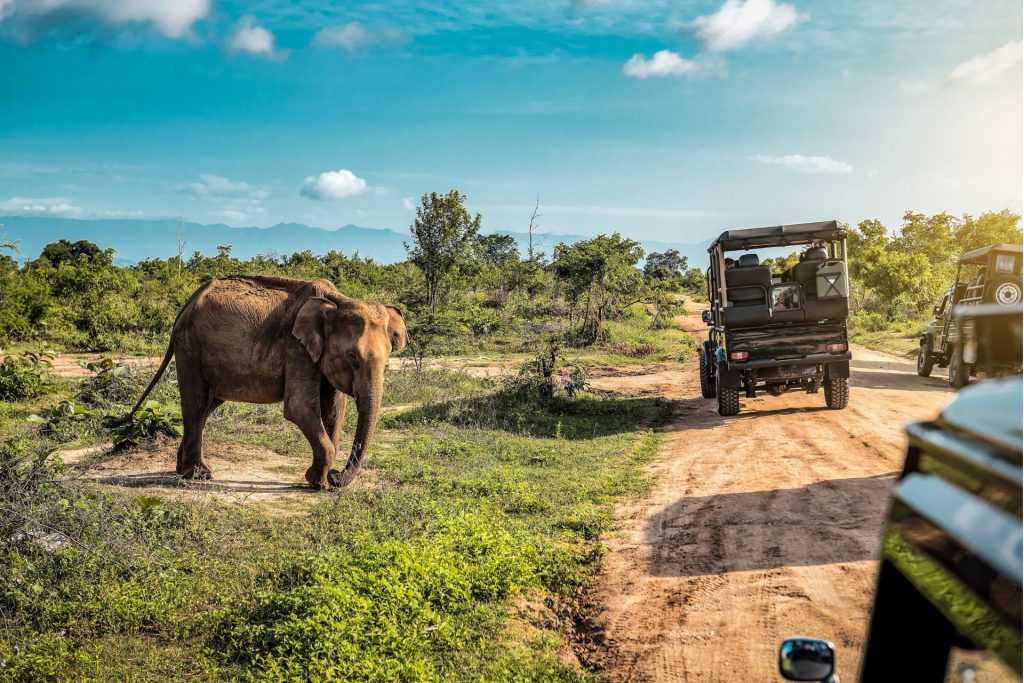 Elefante visto en un safari en el Parque Nacional Udawalawe, Sri Lanka