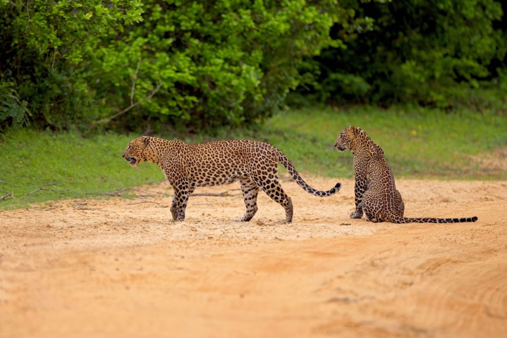 Leopardos vistos en el Parque Nacional de Yala, Sri Lanka