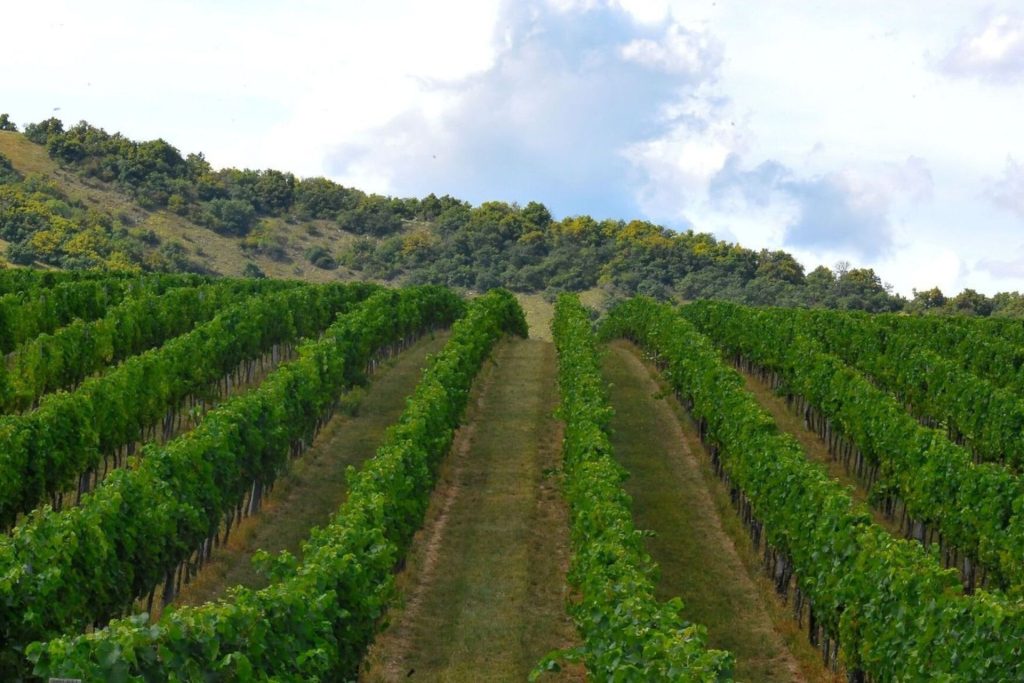 Viñedo en Moravia del Sur