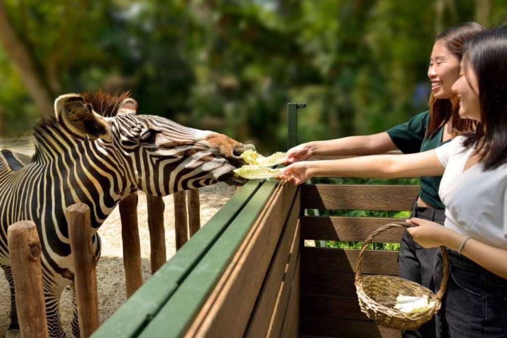 Visitantes locales en el zoológico de Singapur