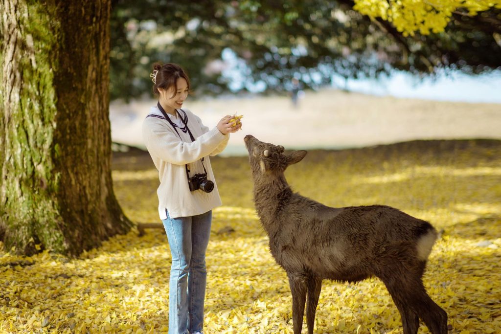 Una mujer alimentando ciervos sagrados shika en Nara, Japón