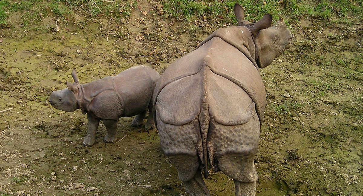 Rinocerontes en el parque nacional Chitwan